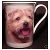 terriers cup!!!!!!!!!!!!!