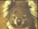 Koala <3