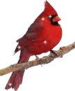Cardinal with Sparkles