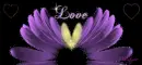 purple daisy with heart