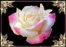 pink and gold rose