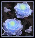 blue rose with butterflies
