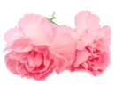 pink roses