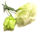 yellow roses
