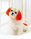 Orange Puppy 