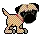 pug puppy