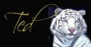 White Tiger Tag (blue eyes)- Ted