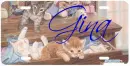 Kittens in a Dresser Drawer Tag- Gina