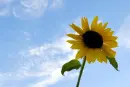 summer sunflower