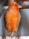 canario rojo
