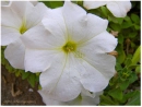 Allah Flower