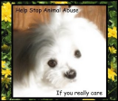 Stop Animal Abuse