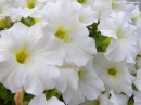 Allah Flower Background