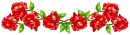 red roses
