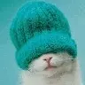 cat with hat