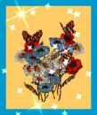 butterflies