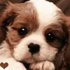Cute