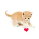 kitty