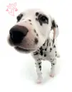 black nose