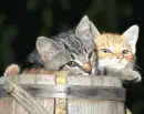 cats blinking