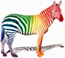 rainbow zebra!!!