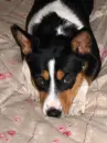 Basenji