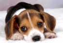 beagle puppy