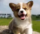 Fear Me