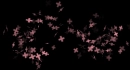 flower bg