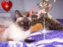 Siamese and fairy. 