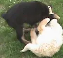 brother and sister dogs playing