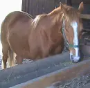 My horse Dandy