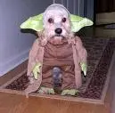 Yoda As A Dog
