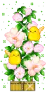 baby chicks