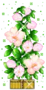 pink flowers