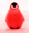 colourful penguin