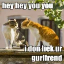 Cats