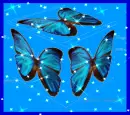 blue butterflies