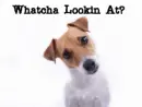 dog looking crazy