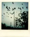 birds polaroid