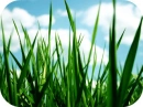 GRASS. 