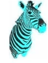 teal zebra