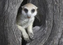 MEERKAT