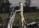 MEERKAT
