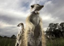 MEERKAT