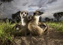 MEERKAT