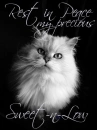 White Cat- Rest in Peace my precious Sweet-n-Low (for Teresa)