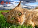 Cat with Big Green Eyes- Gina
