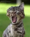 scared pussy