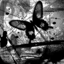 mariposa